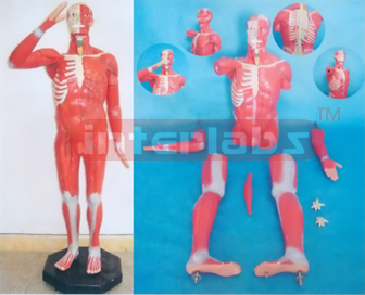 178 CM TALL, MUSCULAR TORSO (8 PCS)